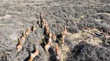 Santa Cruz Arjantin 'deki El Calafate' de vahşi Guanacos. Safari Patagonya. Vahşi Hayvanlar. Santa Cruz Arjantin. Guanacos Vahşi Yaşam. Santa Cruz Arjantin 'deki El Calafate' de Vahşi Guanacos.