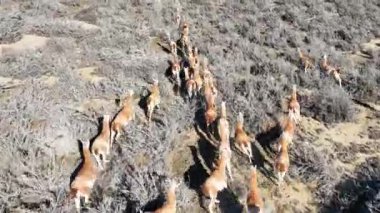 Santa Cruz Arjantin 'deki El Calafate' de vahşi Guanacos. Safari Patagonya. Vahşi Hayvanlar. Santa Cruz Arjantin. Guanacos Vahşi Yaşam. Santa Cruz Arjantin 'deki El Calafate' de Vahşi Guanacos.