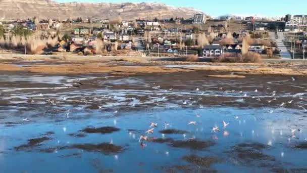 Calafate Arjantin Deki Arjantin Gölü Nde Uçan Deniz Kuşları Riverside — Stok video