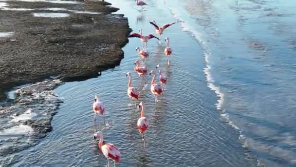 Flamingos Voando Calafate Patagônia Argentina Paisagem Vida Selvagem Fundo Movimento — Vídeo de Stock