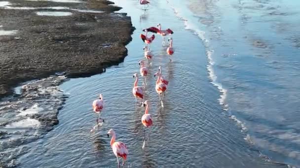 Flamingók Repülnek Calafate Ben Patagóniában Argentínában Vadvilági Táj Lassú Mozgás — Stock videók