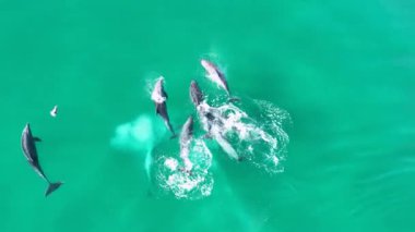 ABD 'nin Kaliforniya eyaletinde San Diego' da yunus atlayışı. Vahşi Yaşam Manzarası. Vahşi Deniz Hayvanları. ABD 'de San Diego' da Yunus Atlama.