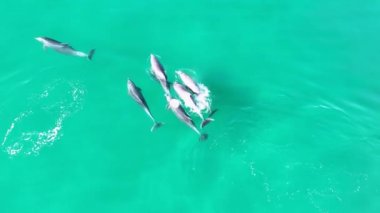 ABD 'nin Kaliforniya şehrinde yunuslar San Diego' da yüzüyor. Vahşi Yaşam Manzarası. Vahşi Deniz Hayvanları. Yunuslar Kaliforniya 'da San Diego' da Yüzüyor.