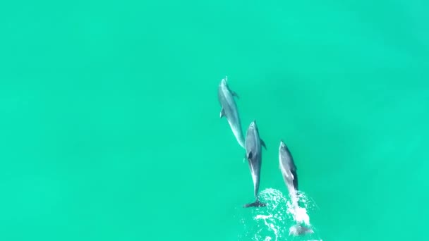 Прыжки Дельфина Сан Диего Калифорния Сша Дикая Природа Пейзажа Дикие — стоковое видео