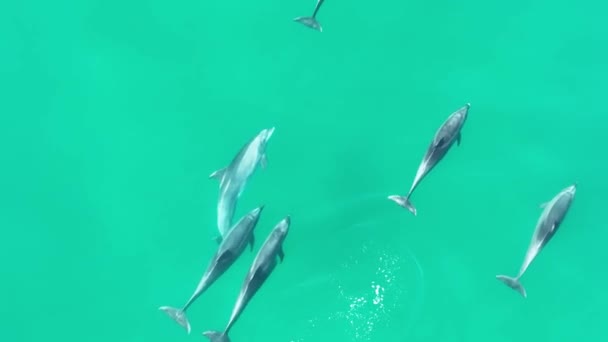 Delfines Nadando San Diego California Estados Unidos Paisaje Vida Silvestre — Vídeos de Stock