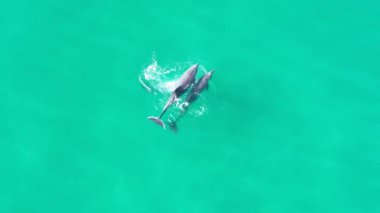 ABD 'nin Kaliforniya eyaletinde San Diego' da yunus atlayışı. Vahşi Yaşam Manzarası. Vahşi Deniz Hayvanları. ABD 'de San Diego' da Yunus Atlama.