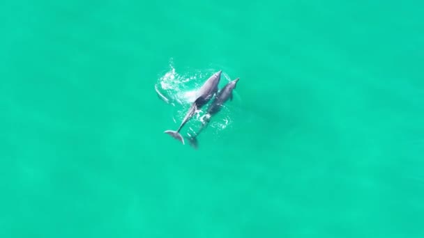 Дельфін Стрибки Сан Дієго Каліфорнії Сша Дикі Пейзажі Дикі Морські — стокове відео