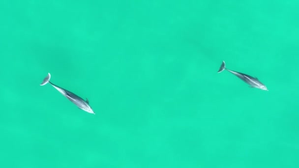 Дельфины Плавают Сан Диего Калифорния Сша Дикая Природа Пейзажа Дикие — стоковое видео