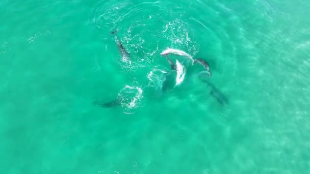 Прыжки Дельфина Сан Диего Калифорния Сша Дикая Природа Пейзажа Дикие — стоковое видео