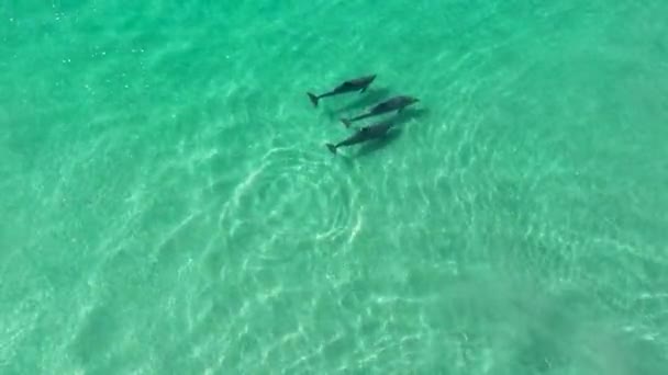 Delfíni Plavou San Diegu Kalifornii Spojených Státech Divoká Příroda Divoká — Stock video