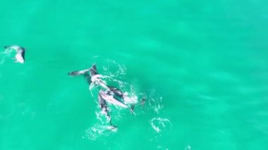 ABD 'nin Kaliforniya şehrinde yunuslar San Diego' da yüzüyor. Vahşi Yaşam Manzarası. Vahşi Deniz Hayvanları. Yunuslar Kaliforniya 'da San Diego' da Yüzüyor.