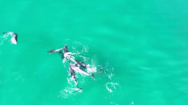 Dolphins Swimming San Diego California Stati Uniti Paesaggio Faunistico Animali — Video Stock