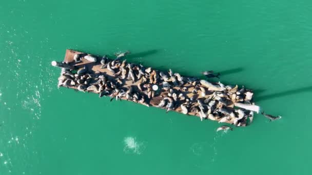 Sjölejonkoloni Morro Bay Kalifornien Djurlivslandskap Vilda Havsdjur Sjölejonkoloni Vid Morro — Stockvideo