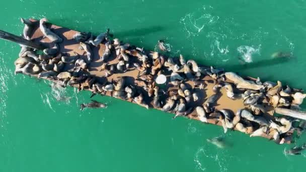 美国加州莫罗湾的海洋生物 野生动物景观 野生海洋动物 美国加州莫罗湾的海洋生物 — 图库视频影像