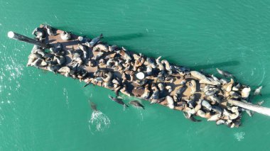 Kaliforniya 'da Morro Körfezi' nde Deniz Hayatı. Vahşi Yaşam Manzarası. Vahşi Deniz Hayvanları. Kaliforniya 'daki Morro Körfezi' nde Deniz Hayatı.