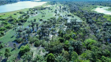 Amazon ormanlarının Amazon Brezilya 'daki doğa manzarası. Mangrove Ormanı. Mangrove ağaçları. Amazon yağmur ormanları doğa manzarası. Amazon igapo su altındaki bitki örtüsü. Amazonas Brezilya 'daki su baskını ormanı.