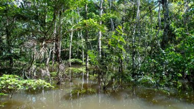 Amazon Ormanı 'nda Amazon Nehri' nin yüzen restoranları. Manaus Brezilya. Doğa, vahşi hayat manzarası. Yeşil arka plan. Amazonas eyaletindeki orman ağaçları. Turizm cazibesi. Seyahat hedefi.