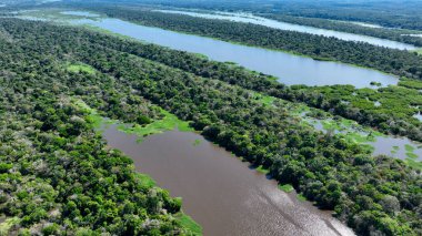 Amazon Ormanı 'ndaki Amazon Nehri. Dünyanın ünlü tropikal ormanları. Manaus Brezilya. Amazon ekosistemi. Doğa, vahşi hayat manzarası. Solimoes Amazon Nehri biyolojisi. Amazon yaşam tarzı.