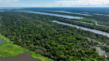 Amazonas Brezilya 'daki doğa tropikal Amazon ormanları. Mangrove Ormanı. Mangrove ağaçları. Amazon yağmur ormanları doğa manzarası. Amazon igapo su altındaki bitki örtüsü. Amazonas Brezilya 'daki su baskını ormanı.