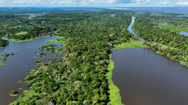 Amazon ormanlarının Amazon Brezilya 'daki doğa manzarası. Mangrove Ormanı. Mangrove ağaçları. Amazon yağmur ormanları doğa manzarası. Amazon igapo su altındaki bitki örtüsü. Amazonas Brezilya 'daki su baskını ormanı.
