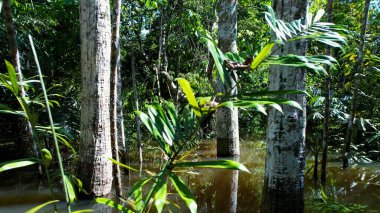 Manaus Brezilya. Amazon Ormanı 'ndaki Taruma Nehri Amazon Biomu' ndaki dev Kara Nehir 'in zenginliği. Doğal yaban hayatı manzarası. Küresel ısınma orman tahribatı. Amazon yağmur ormanları vahşi yaşam.