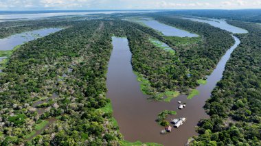 Amazonas Brezilya 'daki doğa tropikal Amazon ormanları. Mangrove Ormanı. Mangrove ağaçları. Amazon yağmur ormanları doğa manzarası. Amazon igapo su altındaki bitki örtüsü. Amazonas Brezilya 'daki su baskını ormanı.