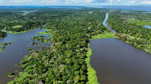 Amazon ormanlarının Amazon Brezilya 'daki doğa manzarası. Mangrove Ormanı. Mangrove ağaçları. Amazon yağmur ormanları doğa manzarası. Amazon igapo su altındaki bitki örtüsü. Amazonas Brezilya 'daki su baskını ormanı.