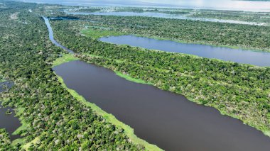 Manaus Brezilya. Amazon Ormanı 'ndaki Taruma Nehri Amazon Biomu' ndaki dev Kara Nehir 'in zenginliği. Doğal yaban hayatı manzarası. Küresel ısınma orman tahribatı. Amazon yağmur ormanları vahşi yaşam.