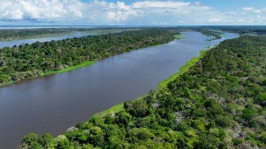 Amazonas Brezilya 'daki doğa tropikal Amazon ormanları. Mangrove Ormanı. Mangrove ağaçları. Amazon yağmur ormanları doğa manzarası. Amazon igapo su altındaki bitki örtüsü. Amazonas Brezilya 'daki su baskını ormanı.