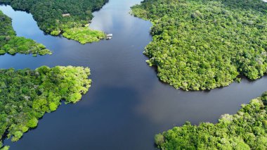 Amazonas Brezilya 'daki doğa tropikal Amazon ormanları. Mangrove Ormanı. Mangrove ağaçları. Amazon yağmur ormanları doğa manzarası. Amazon igapo su altındaki bitki örtüsü. Amazonas Brezilya 'daki su baskını ormanı.