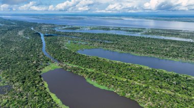 Amazonas Brezilya 'daki doğa tropikal Amazon ormanları. Mangrove Ormanı. Mangrove ağaçları. Amazon yağmur ormanları doğa manzarası. Amazon igapo su altındaki bitki örtüsü. Amazonas Brezilya 'daki su baskını ormanı.