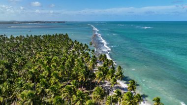Pernambuco Brezilya 'daki Tamandare' de koyun kumsalı. Egzotik Körfez Suyu. Doğa manzarası. Cennet Manzarası. Seyahat belgesi. Pernambuco Brezilya 'da Tamandare' de Koyun Plajı.