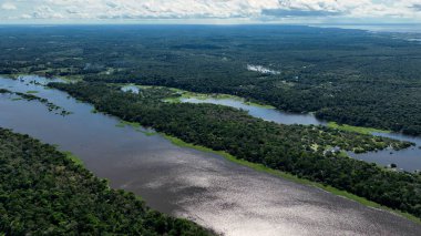 Amazonas Brezilya 'daki doğa tropikal Amazon ormanları. Mangrove Ormanı. Mangrove ağaçları. Amazon yağmur ormanları doğa manzarası. Amazon igapo su altındaki bitki örtüsü. Amazonas Brezilya 'daki su baskını ormanı.