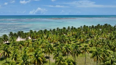 Sao Miguel dos Milagres Alagoas Brezilya 'daki Patacho plajı. Kuzeydoğu Brezilya. Mercan resifleri doğal havuzlar. Alagoas Brezilya 'daki Mucize Yolu. Tropik seyahat yerleri. Yaz mevsimleri.
