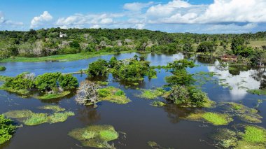 Amazon ormanlarının Amazon Brezilya 'daki doğa manzarası. Mangrove Ormanı. Mangrove ağaçları. Amazon yağmur ormanları doğa manzarası. Amazon igapo su altındaki bitki örtüsü. Amazonas Brezilya 'daki su baskını ormanı.