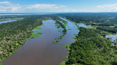 Amazonas Brezilya 'daki doğa tropikal Amazon ormanları. Mangrove Ormanı. Mangrove ağaçları. Amazon yağmur ormanları doğa manzarası. Amazon igapo su altındaki bitki örtüsü. Amazonas Brezilya 'daki su baskını ormanı.