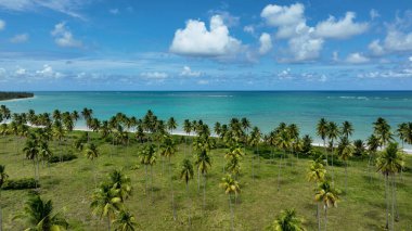 Kuzeydoğu Brezilya. Alagoas Brezilya 'daki Sao Miguel dos Milagres Plajı. Alagoas Brezilya 'daki Mucize Yolu. Tropikal seyahat hedefi.