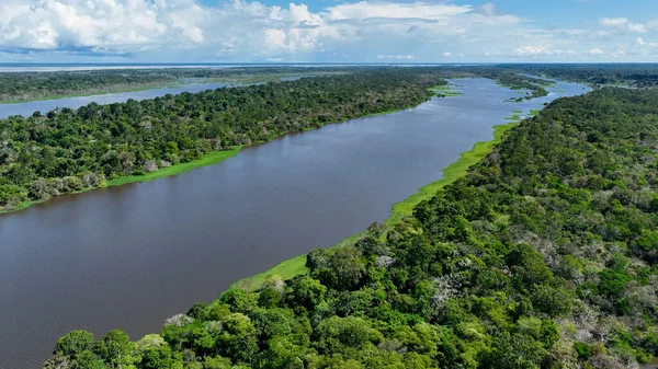 Nature tropical Amazon forest at Amazonas Brazil. Mangrove forest. Mangrove trees. Amazon rainforest nature landscape. Amazon igapo submerged vegetation. Floodplain forest at Amazonas Brazil.