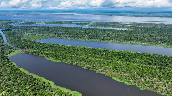Amazon ormanlarının Amazon Brezilya 'daki doğa manzarası. Mangrove Ormanı. Mangrove ağaçları. Amazon yağmur ormanları doğa manzarası. Amazon igapo su altındaki bitki örtüsü. Amazonas Brezilya 'daki su baskını ormanı.
