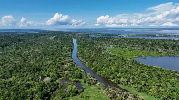 Amazon Ormanı 'ndaki Amazon Nehri. Dünyanın ünlü tropikal ormanları. Manaus Brezilya. Amazon ekosistemi. Doğa, vahşi hayat manzarası. Solimoes Amazon Nehri biyolojisi. Amazon yaşam tarzı.