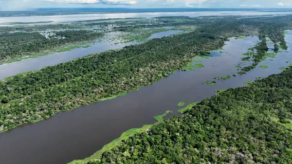 stock image Amazon River at Amazon Forest. The famous tropical forest of world. Manaus Brazil. Amazonian ecosystem. Nature wild life landscape. Solimoes Amazon river biome. Amazon lifestyle.