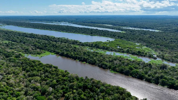 Amazon ormanlarının Amazon Brezilya 'daki doğa manzarası. Mangrove Ormanı. Mangrove ağaçları. Amazon yağmur ormanları doğa manzarası. Amazon igapo su altındaki bitki örtüsü. Amazonas Brezilya 'daki su baskını ormanı.