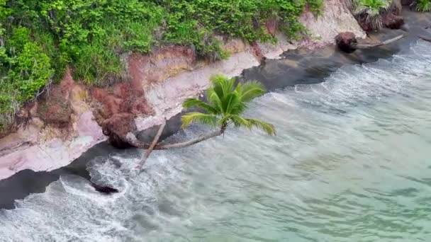 Kokosnussbaum Porto Seguro Bahia Brasilien Idyllischer Strand Naturlandschaft Bahia Brasilien — Stockvideo