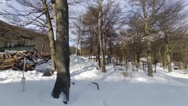 Fagyott Erdő Ushuaia Végén Világ Argentína Havas Hegyek Gleccser Táj — Stock videók