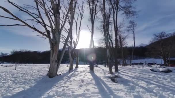 世界アルゼンチンの終わりにウシュアイアで凍った森 スノーウィー山脈 氷河の風景 世界アルゼンチンの終わり 冬のトラベル 世界の果てに凍った森 アルゼンチン — ストック動画