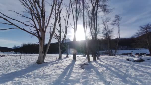 世界アルゼンチンの終わりにウシュアイアで凍った森 スノーウィー山脈 氷河の風景 世界アルゼンチンの終わり 冬のトラベル 世界の終わりにウシュアイアで凍った森アルゼンチン — ストック動画