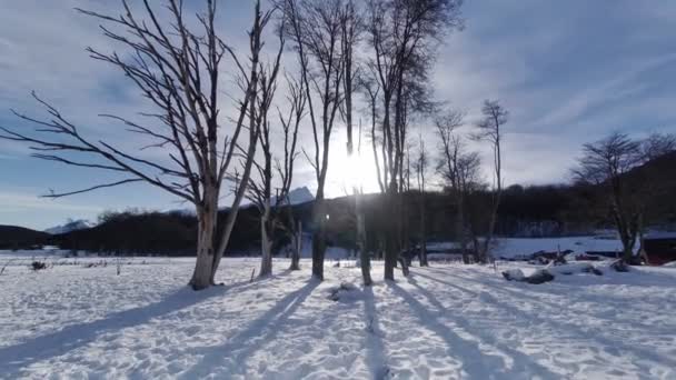 Frosty Forest Ushuaia Aan Het Einde Van Wereld Argentinië Sneeuwbergen — Stockvideo