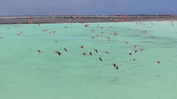 Bonaire Flamingos Kralendijk Bonaire Nederländska Antillerna Viltlandskap Karibisk Bakgrund Havsfåglar — Stockvideo