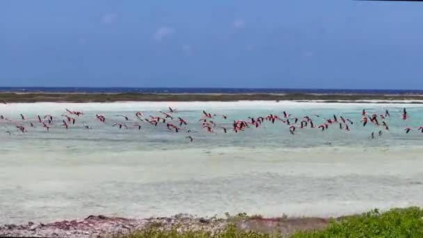 Flamingos Caribenhos Kralendijk Bonaire Antilhas Holandesas Paisagem Vida Selvagem Fundo — Vídeo de Stock
