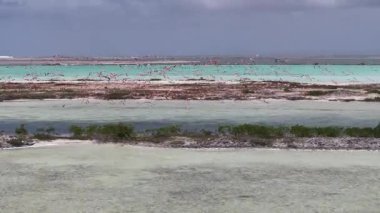 Flamingolar Bonaire Hollanda Antilleri 'nde Kralendijk' te uçuyorlar. Vahşi yaşam manzarası. Karayip arka planı. Deniz Kuşları Hayvanları. Hollanda Bonaire Antilleri 'nde Flamingolar Kralendijk' te Uçuyor.